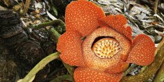 Rafflesia Blooming at Ranau